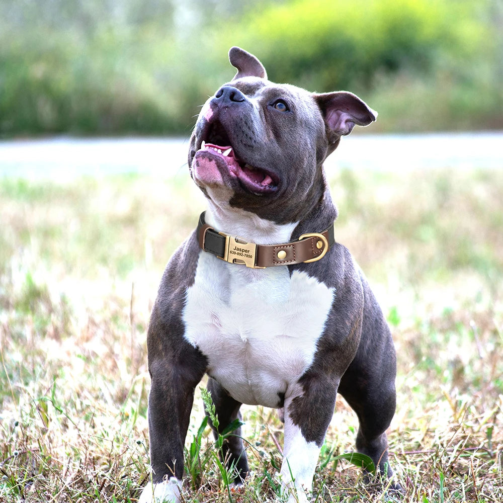 Collier pour Chien Personnalisé en Cuir PU