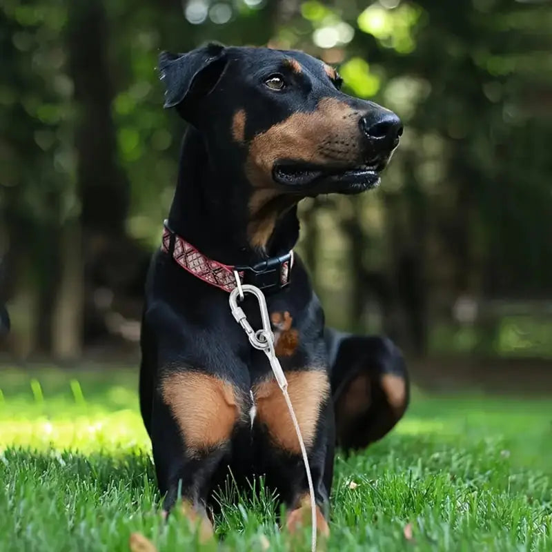 Câble d'Arrimage pour Chien Haute Résistance