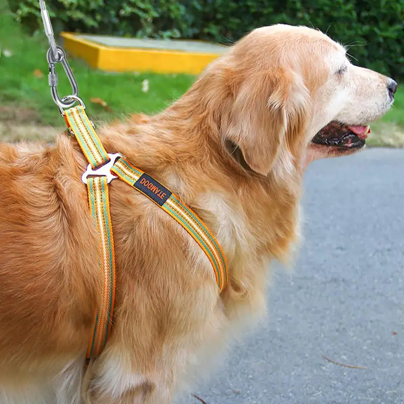 Câble d'Arrimage pour Chien Haute Résistance