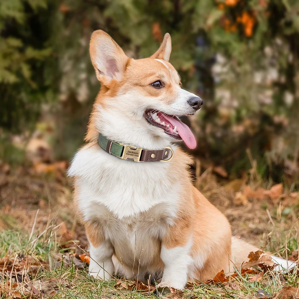 Collier pour Chien Personnalisé en Cuir PU