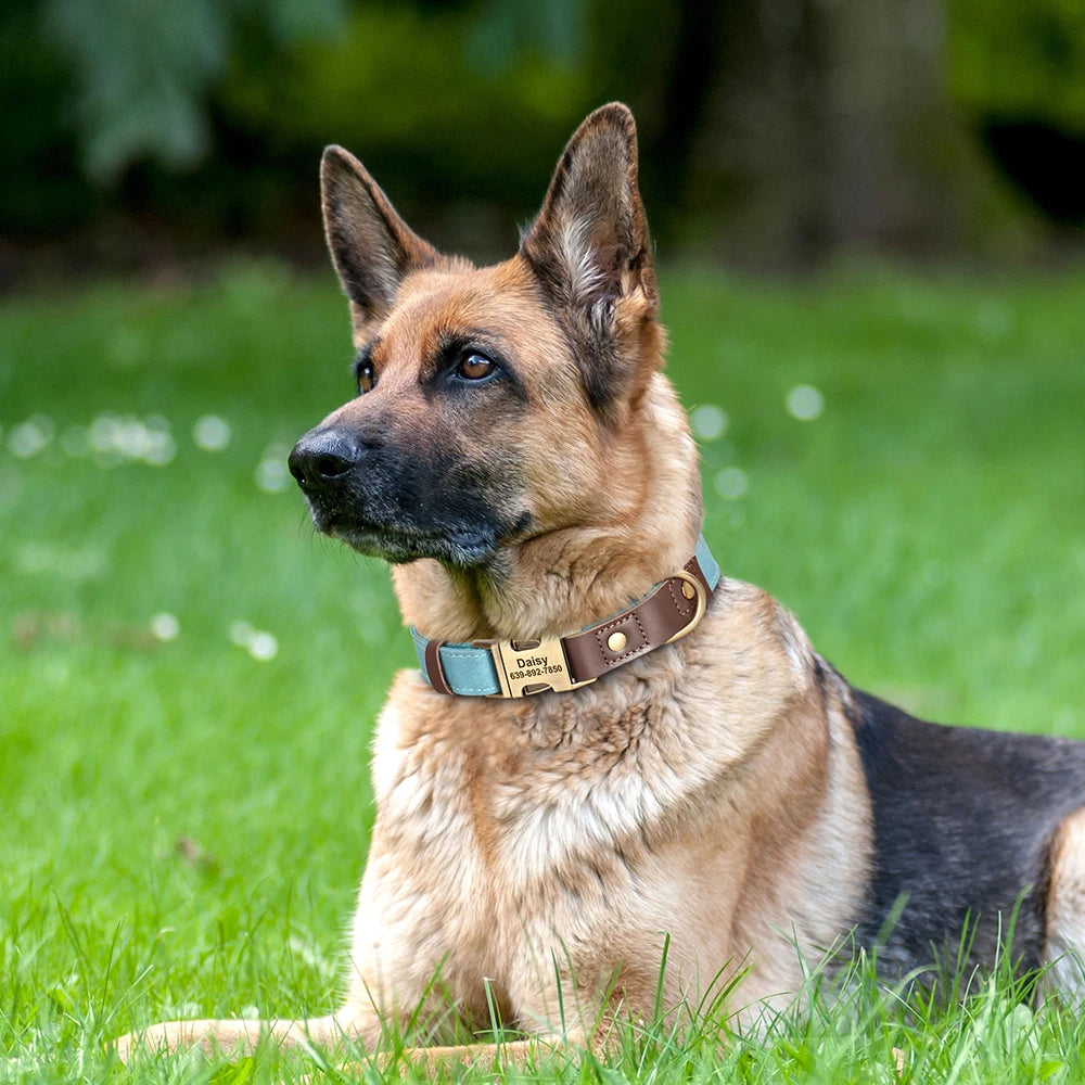 Collier pour Chien Personnalisé en Cuir PU