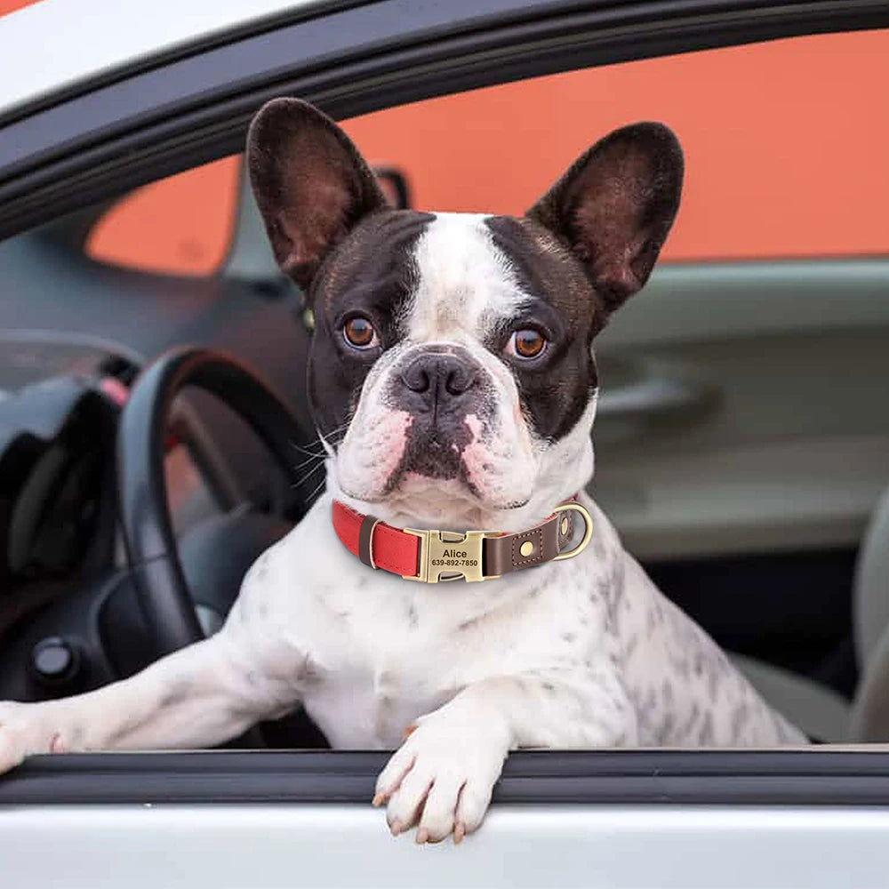 Collier pour Chien Personnalisé en Cuir PU