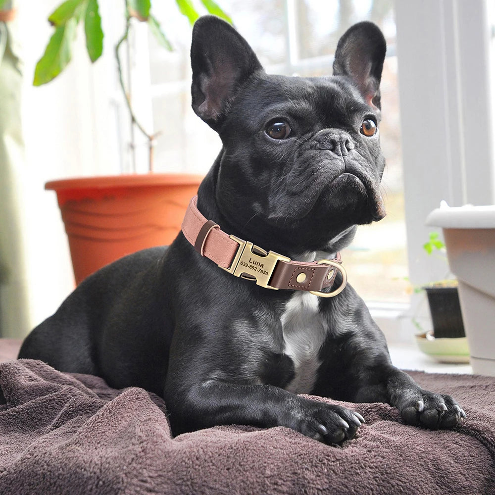 Collier pour Chien Personnalisé en Cuir PU
