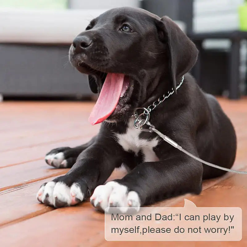 Câble d'Arrimage pour Chien Haute Résistance